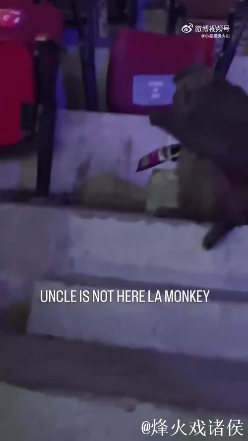 惊奇!印度羽毛球公开赛观众席现猴子闯入 惊奇!印度羽毛球公开赛观众席现猴子闯入