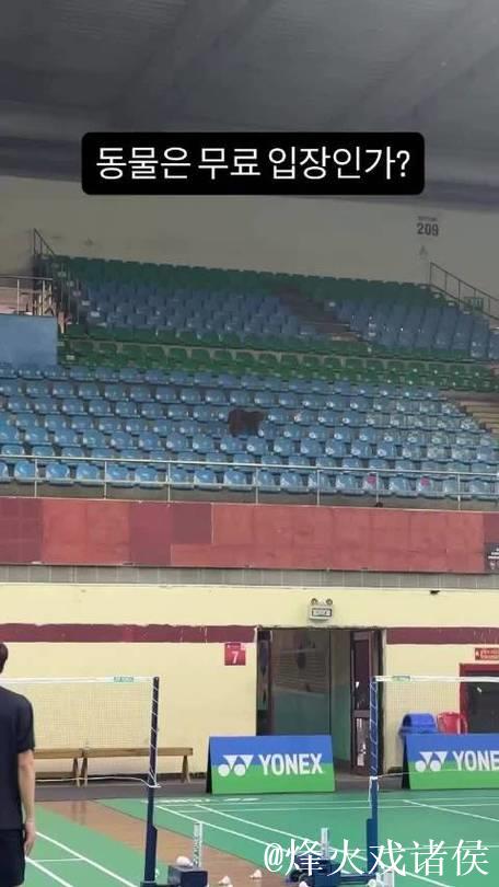 惊奇!印度羽毛球公开赛观众席现猴子闯入 惊奇!印度羽毛球公开赛观众席现猴子闯入